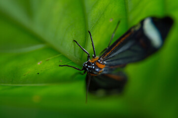 Mariposa naranja en vegetación III