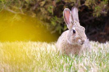 Rabbit