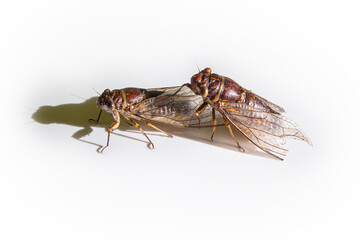 Two cicadas are mating isolated on white background.
