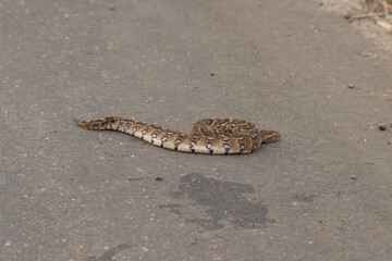 Kruger National Park: Puffadder:Bitis arietans