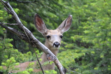 Calm Deer, Jasper National Park, Alberta