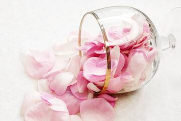 Pink rose petals fall out of a transparent glass glass onto a white background