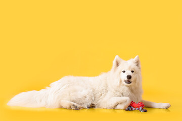 Cute Samoyed dog with toy on color background