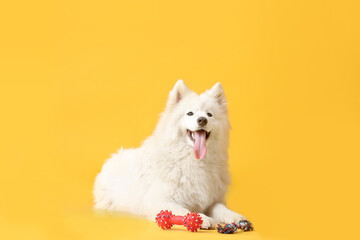 Cute Samoyed dog with toy on color background