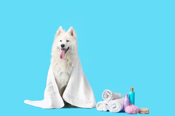 Cute Samoyed dog with towel and shampoo on color background
