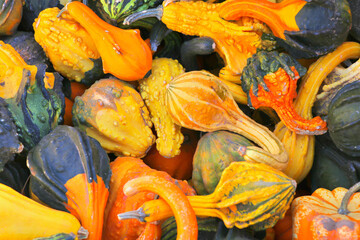 Pumpkins for Harvest Festival, USA