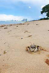 Close up sea crab on the rock sand beach in 