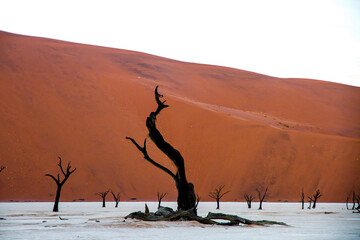 The dead acacia trees at sunrise standing in the Deadvlei Pan are surrounded by huge red/orange sand dunes 