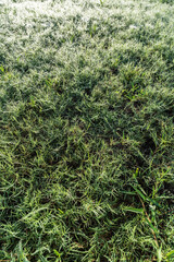 green grass on the ground