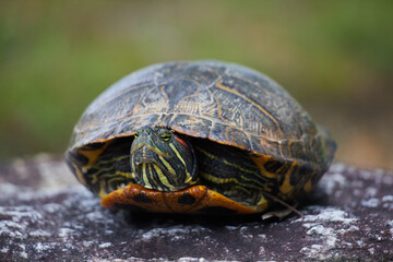 真夏の公園の岩にいるアカミミガメの様子