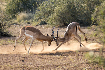Kruger National Park: Impala