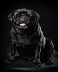 Obraz premium cachorro pug de nombre natascha