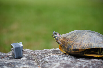夏の公園にいる亀とアクションカメラで撮影の様子