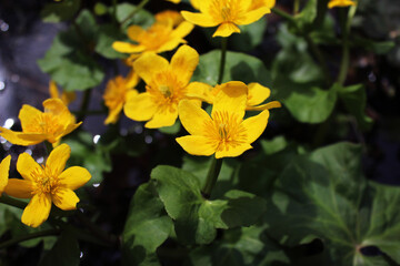 Caltha palustris, marsh plant with yellow petals. Bright yellow flowers. Background, postcard, design element. 