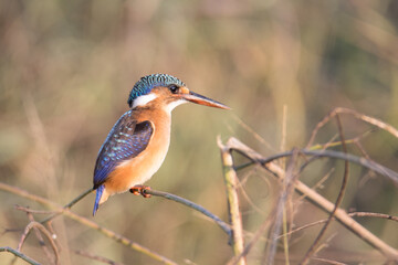 Kruger National Park: Birds Malachite Kingfisher