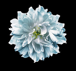 Light blue   peony  flower  on black isolated background with clipping path. Closeup. For design. Nature.