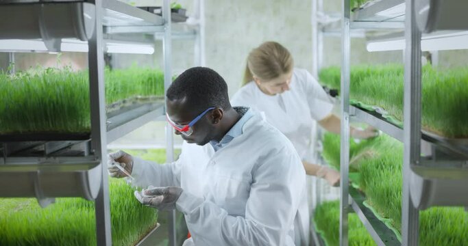 scientist makes analysis of plants.