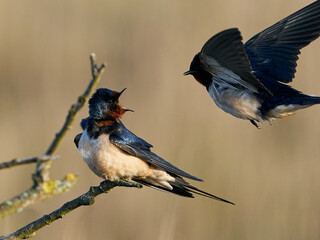Barn swallow (Hirundo rustica)