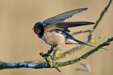 Barn swallow (Hirundo rustica)