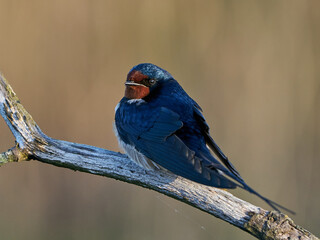Barn swallow (Hirundo rustica)