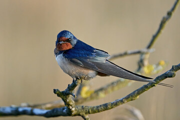 Barn swallow (Hirundo rustica)