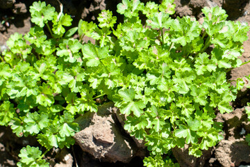 parsley growing in the garden top view background background