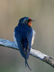 Barn swallow (Hirundo rustica)