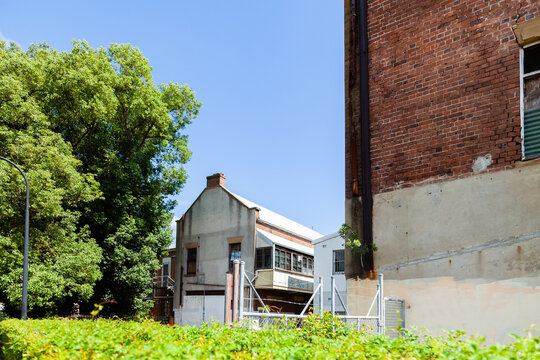 Tree growing out of crack in building