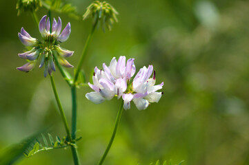 Common crownvetch in bloom closeup view with green background