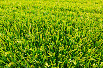 Picture of rgreen ice field in summer summer day, Spain
