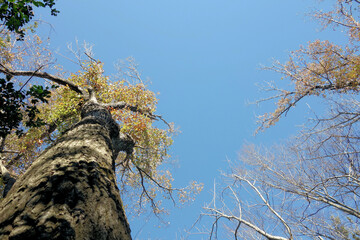 尾根道から空を見上げた　11月