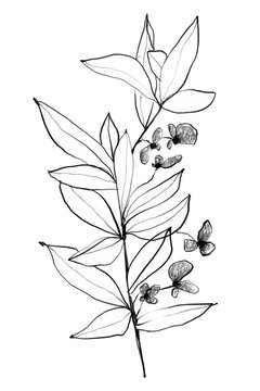 Silhouette flower, leaves elements in sketch style. Illustration for invitations, greeting cards, web, prints. Contemporary picture of a wildflower. Monochrome graphic illustration.