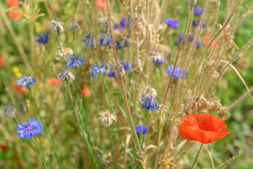 Poppy blooming in a garden.