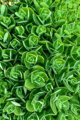 Plant in a blooming garden.