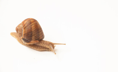 Brown garden grape snail on a white background living in European gardens.
