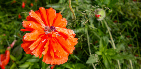 Poppy red grade Garden glory. Large velvety poppy. An odorless flower. A good combination of colors. Poppy buds in all their glory, decorating the fields in the gardens in summer. Baner