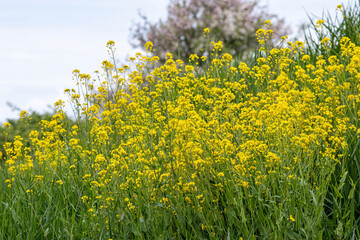 beautiful yellow wild flowers blooming on the slope in the park on a cloudy day