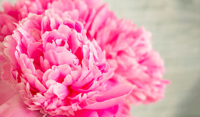 Gentle pink peony close-up. Fragrant summer flower, favorite flowers of women
