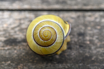 Snail shell on a wooden garden table.