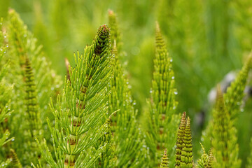 close up of dense green horsetail plants on the ground