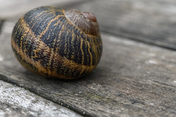 Snail shell on a wooden garden table.