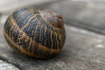 Snail shell on a wooden garden table.