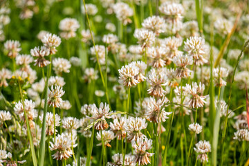Fototapeta premium Trifolium repens. White clover growing in the meadow