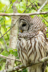 close up of a beautiful barred owl resting on the tree branch under the shade in the park