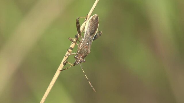 Sits on stalk of grass, reeling from summer wind, Broad-headed bug, Alydus piloulus, insect bug view macro in wildlife
