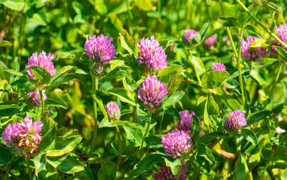 Red clover or Trifolium Pratense in a meadow on a sunny June day