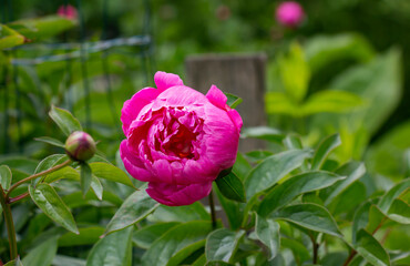 pink peony unopened summer june day