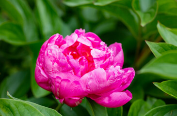 pink peony unopened summer june day