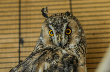 Long-eared owl in a cage	
