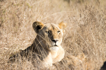 Kruger National Park: Lion